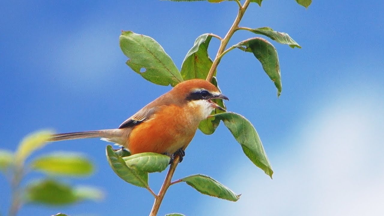 モズ の 高 鳴き