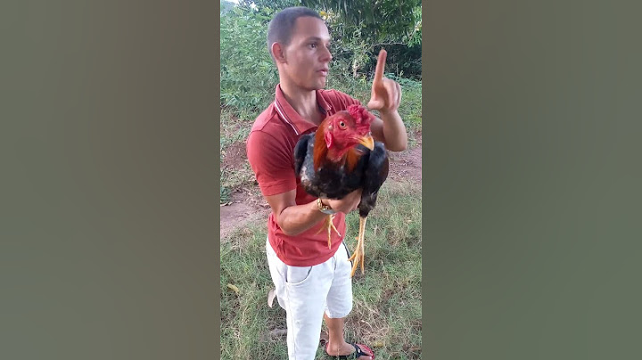 dica top sobre galos de raça #aves #galinha #galoscombatentes #granja #paraiba #sertão #sitio #galo