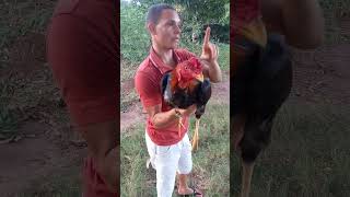 Dica Top Sobre Galos De Raça