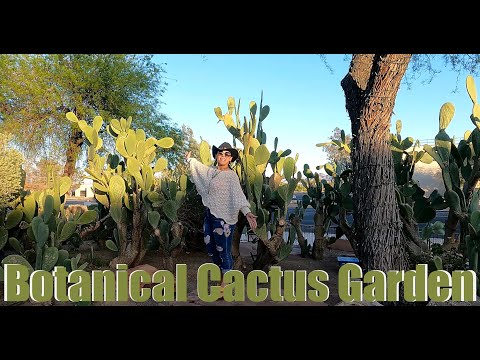 Explore Ethel M Botanical Cactus Garden &amp; Chocolate Factory | Las Vegas Hidden Gem!