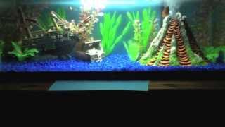 The Real Nemo Aquarium