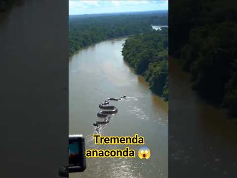 ¡Increíble! Anaconda Gigante