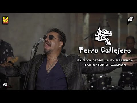 Perro Callejero -