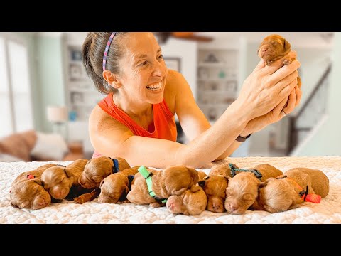 Goldendoodle Mom's Unexpected