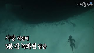(ENG CC) 지구의 미스테리 블루홀, 그리고 그곳에 간 다이버가 촬영한 영상 속 괴생명체? | KBS 스펀지 120323 방송 screenshot 4