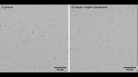 Enterobacter cloacae morphological change upon Ciprofloxacine treatment - Filamentation