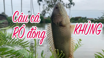 Câu cá RÔ đồng KHỦNG | Ẩm Thực Dân Dã