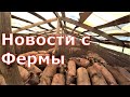 Новости с фермы / Свинячьи бои