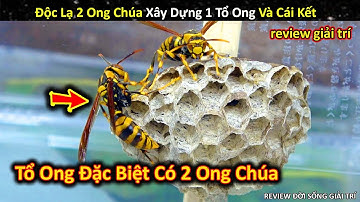Tổ Ong Bắp Cày Có Đến 2 Ong Chúa Và Cái Kết Khó Tin || Review Giải Trí Đời Sống