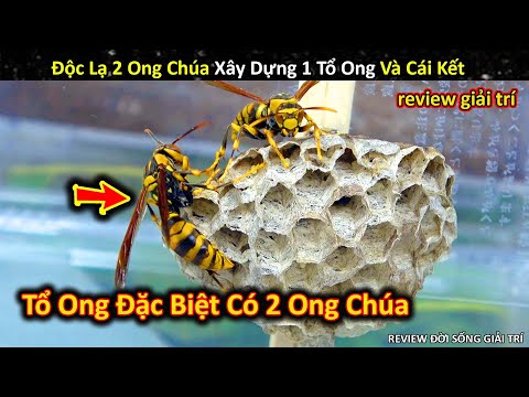 Video: Làm thế nào để thoát khỏi ong bắp cày trong nhà? Lý do xuất hiện tổ ong bắp cày trong nhà riêng