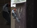 Loving Hornbill Builds Nest