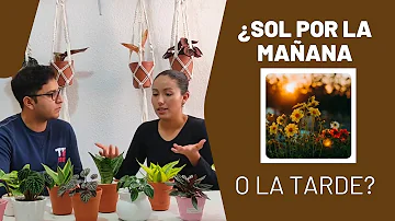 ¿Es mejor para las plantas el sol de la mañana o el de la tarde?