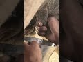 راعي ي حلب الناقة بأسلوب جميل في صحراء ث ر م شهد أصيل من حياة البادية