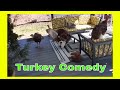 Turkey farmer funny video