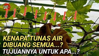 KAPAN TUNAS AIR DISETIAP BATANG TERSIER ANGGUR DIBUANG, & KENAPA HARUS DIBUANG, TUJUANNYA UNTUK APA