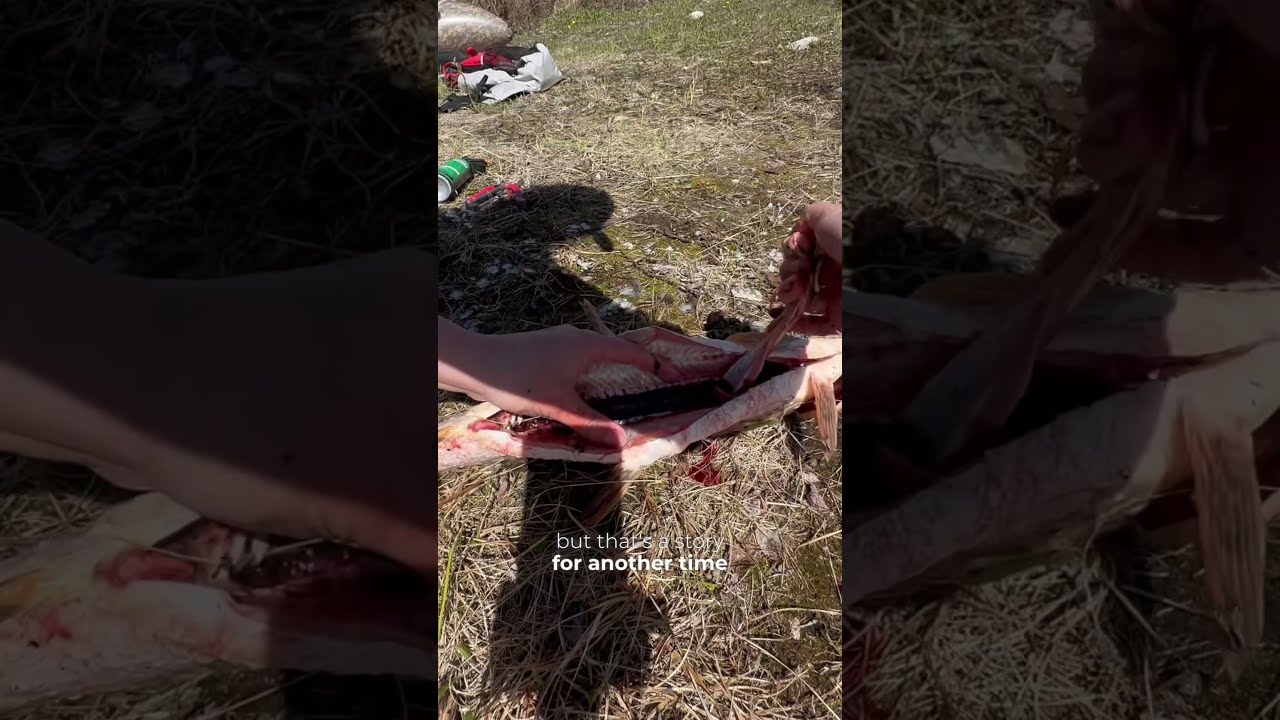 How To Gut A Fish