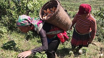 Bất Ngờ Khi Cô Cầu Bị Mù Có Thể Đi Bẻ Ngô - Kế Hoạch Múc Nền Nhà|Cói Lalin