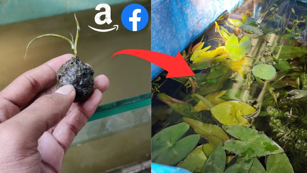 Finally! Water Lily Bulbs had Sprouted Water Lily from Amazon