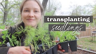 TRANSPLANTING SEEDLINGS, planting potatoes and dahlia tubers + plant sale prep!