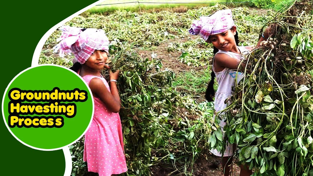 Groundnut Harvesting Process is not a Easy Job రైతు బిడ్డలు శివాల