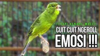 Burung Kenari Cuit CUIT Super BUNYI, Masteran Kenari PAUD, Pancingan & Masteran Kenari MACET BUNYI