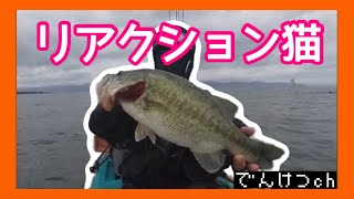 釣れない琵琶湖はリアクションネコが・・・ #ネコリグ #バス釣り #北湖 #バスフィッシング #リアクション