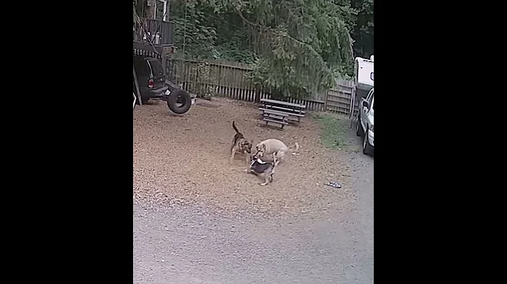 Watch the video about Siamese kitten survives attack by 3 dogs