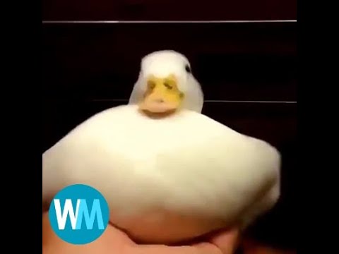 Top 5 Ducks