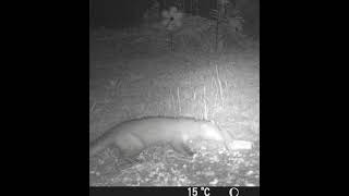 Snap And Go Marten Garden Trail Cam Video, Cute Funny, Prey, Marder