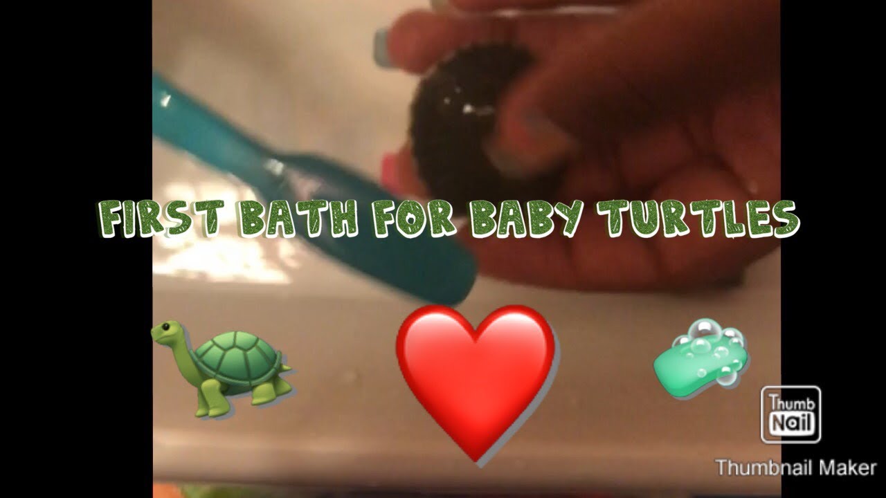 Giving my turtles there first bath 🧼🐢😱 YouTube