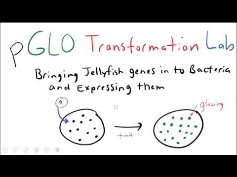 Video: Wat is het doel van het pGLO-bacteriële transformatielab?