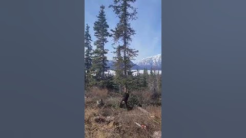 Clearing our property. Cutting brush and trees.(1)