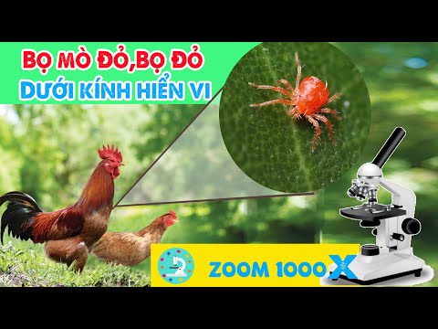 Bọ Mò Đỏ,Bọ Đỏ Dưới Kính Hiển Vi - Mọng nước và đáng sợ | Foci