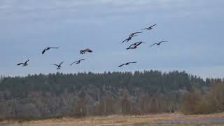 Nature Minute 50: Cackling Geese