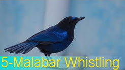Top 10 birds sweet voice - sweet voice birds names