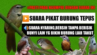 Suara pikat burung tepus manggil kumpulan