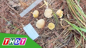 Cẩn trọng khi đu trend hái nấm rừng thông Đà Lạt | THDT