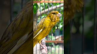 Suara Kenari Gacor Untuk Masteran