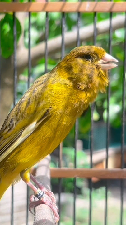 SUARA KENARI GACOR UNTUK MASTERAN #kenarigacor #kenari #masterankenari #canary #canarysinging #birds