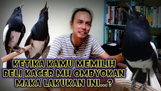 Begini Saja Merawat Kacer Muda Hutan Biar Simpel Dan Mudah