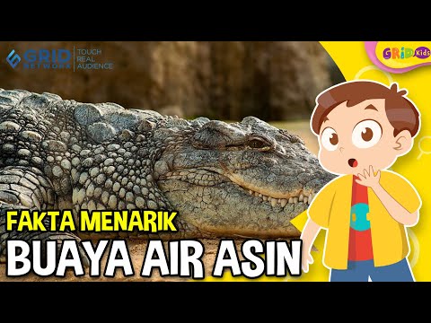 Video: Semua yang perlu Anda ketahui tentang buaya. Fakta menarik tentang buaya