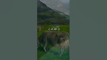سورة الإسراء آية (٧٩)                  مقاطع فيديو قصيرة
