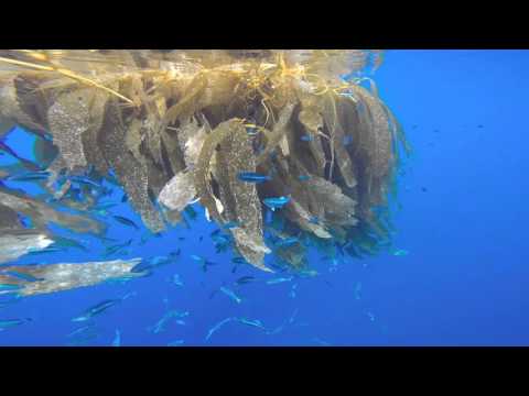 Kelp Paddy Diving