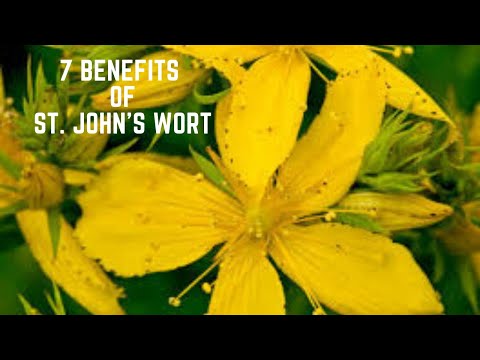 Video: Useful And Magical Properties Of St. John's Wort