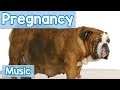 Music for Pregnant Dogs! Soothing Music to Help Calm Your Pregnant Dog Down! Pregnancy Music!