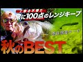 【秋のBEST】ブっ飛ぶ "サーチベイト" / キャラメルシャッド3.5in・ヘビー常吉リグ【秋のFS切り抜き】