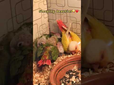 asmr sound on