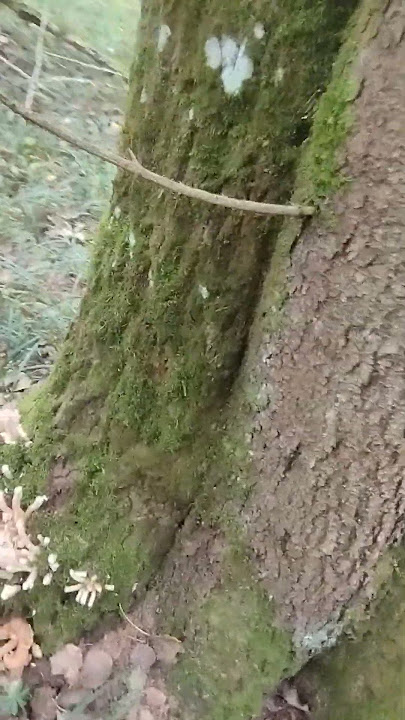 Уникальный случай- хвойная сосна срослась с лиственной осиной..