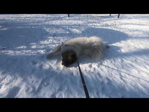 momo snow