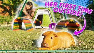 Guinea Pigs First Adventure Outside | New Outdoor Cage!